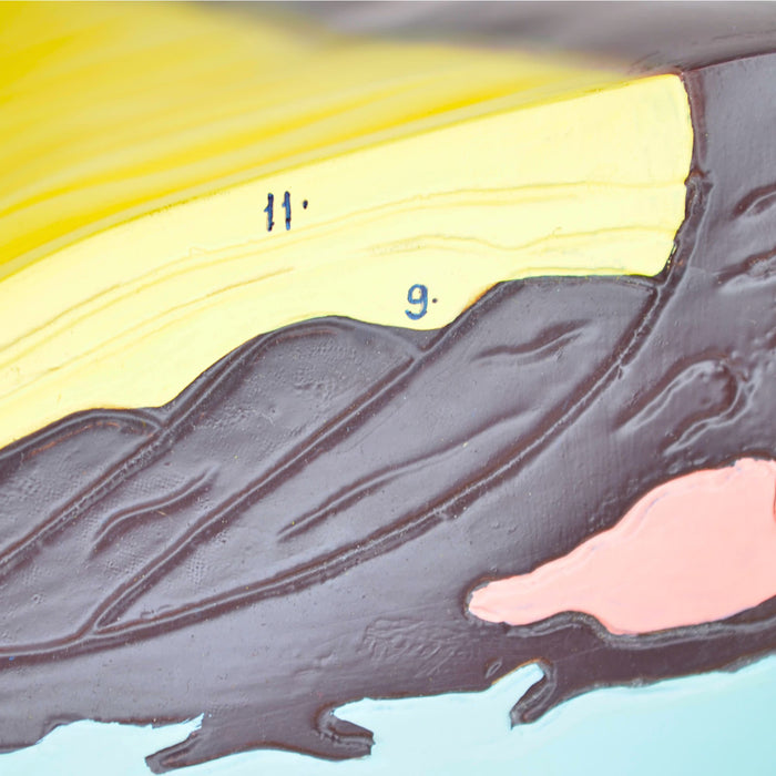 Eisco - Tectonics Model with Labeled Features - Earth's Layers, Active and Passive Margins, Oceanic Ridges, Trenches, and Rift Valley - Visual Geological Aid for Classroom and Educational Use