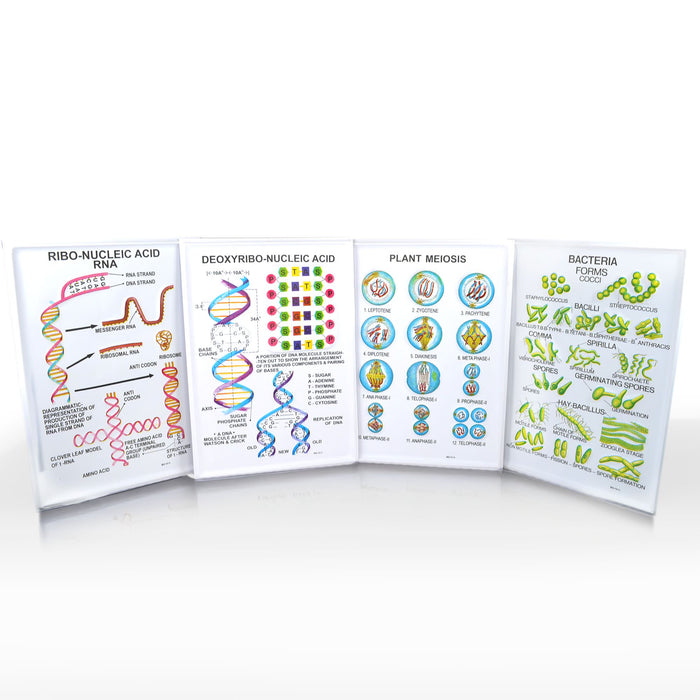 Eisco - General Botany-II Chart Set of 8 - Textured Reliefs of Plant Cell, DNA, Meiosis, Bacteria, and More - Vibrant Charts for Classroom and Educational Use