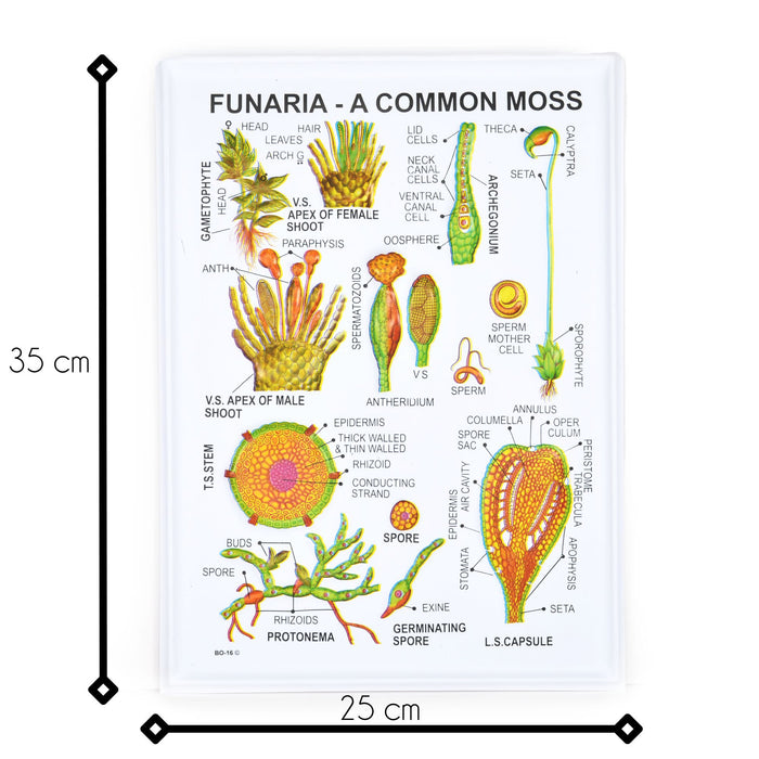 Eisco - General Botany-II Chart Set of 8 - Textured Reliefs of Plant Cell, DNA, Meiosis, Bacteria, and More - Vibrant Charts for Classroom and Educational Use