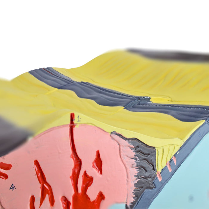 Eisco - Tectonics Model with Labeled Features - Earth's Layers, Active and Passive Margins, Oceanic Ridges, Trenches, and Rift Valley - Visual Geological Aid for Classroom and Educational Use