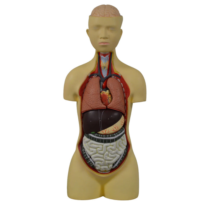 Eisco Labs - Human Anatomy Model - Anatomy Models Human Body - Model Torso with Head - 8 Parts, 35" Tall, 149 Features, Anatomy, Human Body, Human Body Model, Anatomy Study, Medical Education