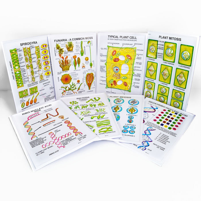 Eisco - General Botany-II Chart Set of 8 - Textured Reliefs of Plant Cell, DNA, Meiosis, Bacteria, and More - Vibrant Charts for Classroom and Educational Use