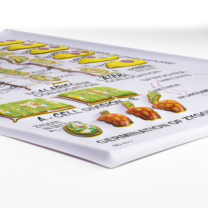 Eisco - General Botany-II Chart Set of 8 - Textured Reliefs of Plant Cell, DNA, Meiosis, Bacteria, and More - Vibrant Charts for Classroom and Educational Use