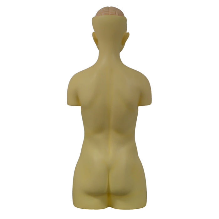 Eisco Labs - Human Anatomy Model - Anatomy Models Human Body - Model Torso with Head - 8 Parts, 35" Tall, 149 Features, Anatomy, Human Body, Human Body Model, Anatomy Study, Medical Education