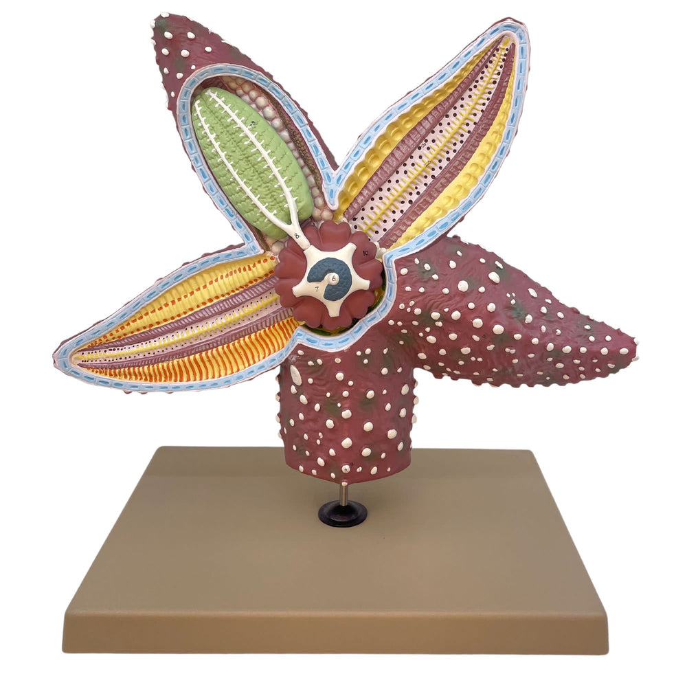 Eisco Labs - Starfish Anatomy Model - Handcrafted, 4x Life-Size Invertebrate Educational Tool, Marine Biology, Teaching, Lab Display