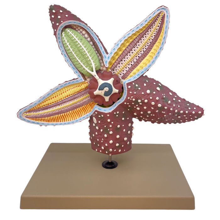 Eisco Labs - Starfish Anatomy Model - Handcrafted, 4x Life-Size Invertebrate Educational Tool, Marine Biology, Teaching, Lab Display