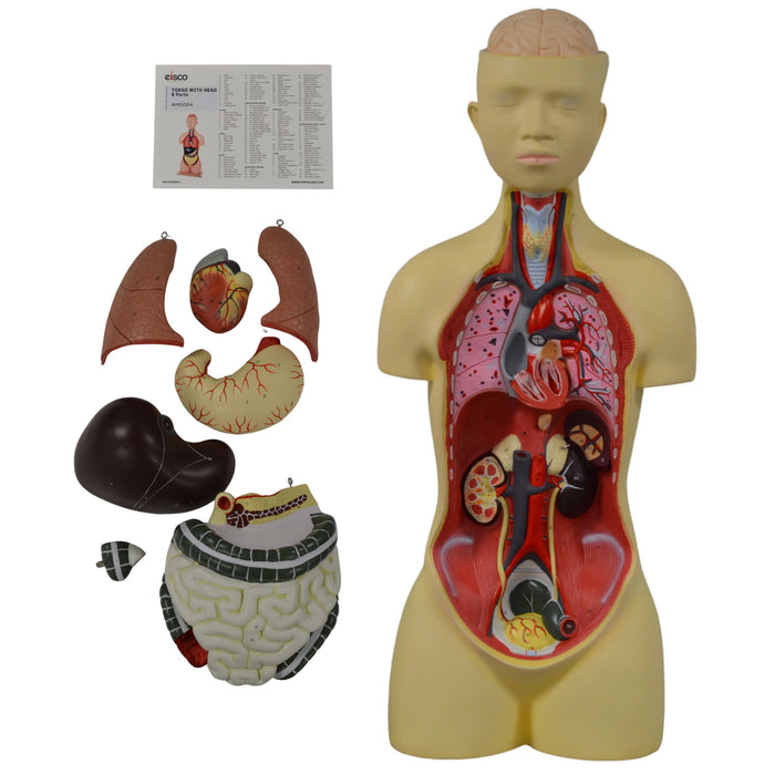 Eisco Labs - Human Anatomy Model - Anatomy Models Human Body - Model Torso with Head - 8 Parts, 35" Tall, 149 Features, Anatomy, Human Body, Human Body Model, Anatomy Study, Medical Education