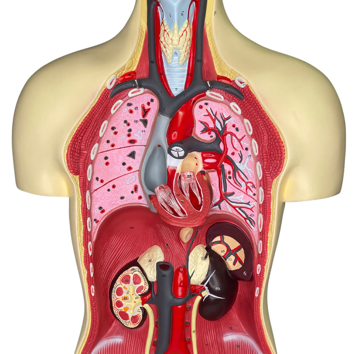 Eisco Labs - Human Anatomy Model - Anatomy Models Human Body - Model Torso with Head - 8 Parts, 35" Tall, 149 Features, Anatomy, Human Body, Human Body Model, Anatomy Study, Medical Education