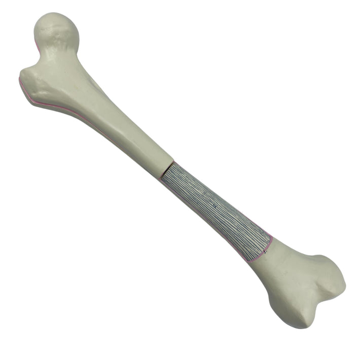 Eisco Labs - Model Human Femur with 2 Parts - 9 Anatomical Features, Realistic Details, Durable Plastisol Polymer