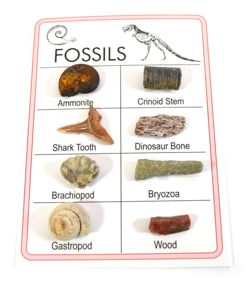 Pocket Reference Fossil Card with 8 Identified Specimens (Discontinued)