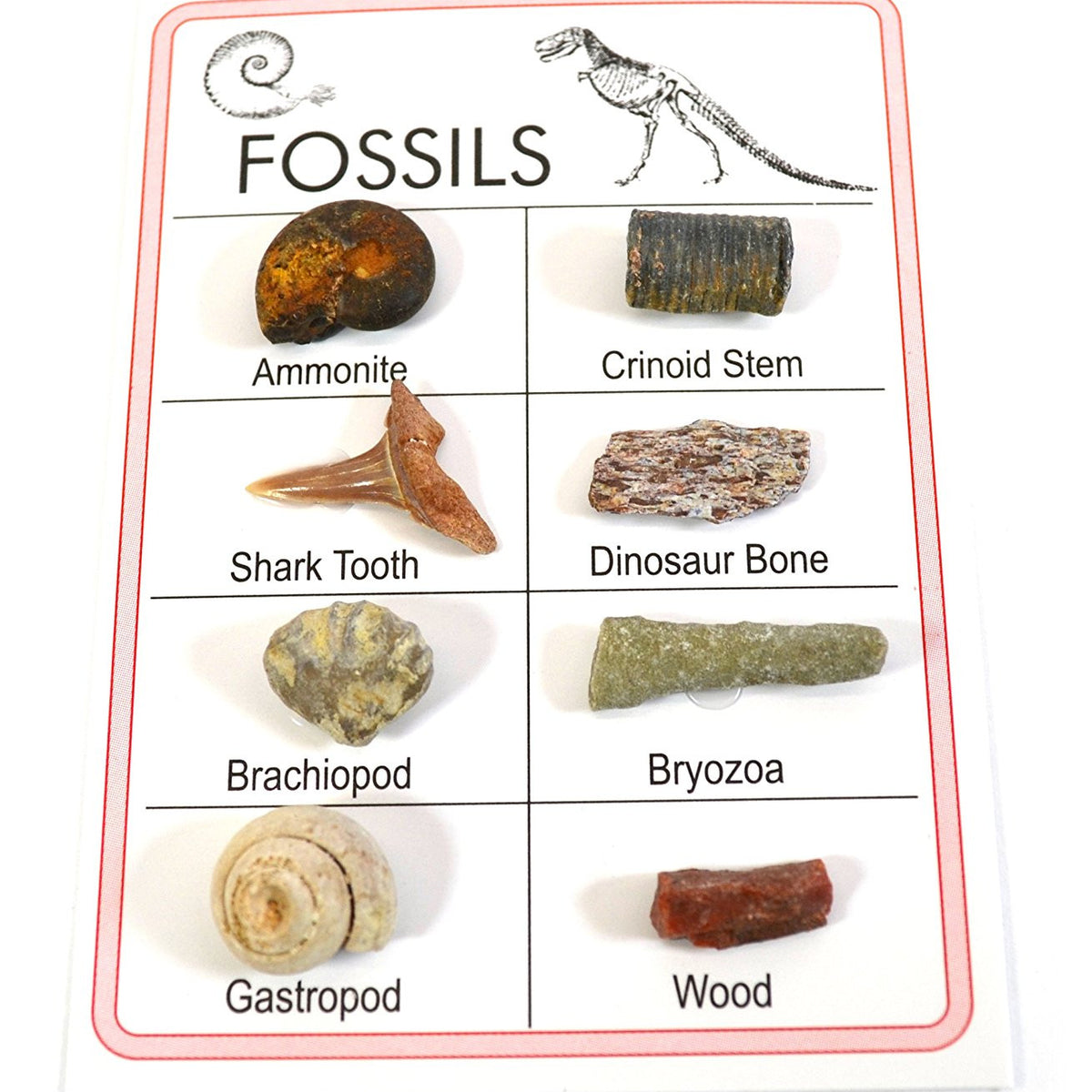 Geology-Paleontology Specimen Cabinet Trays