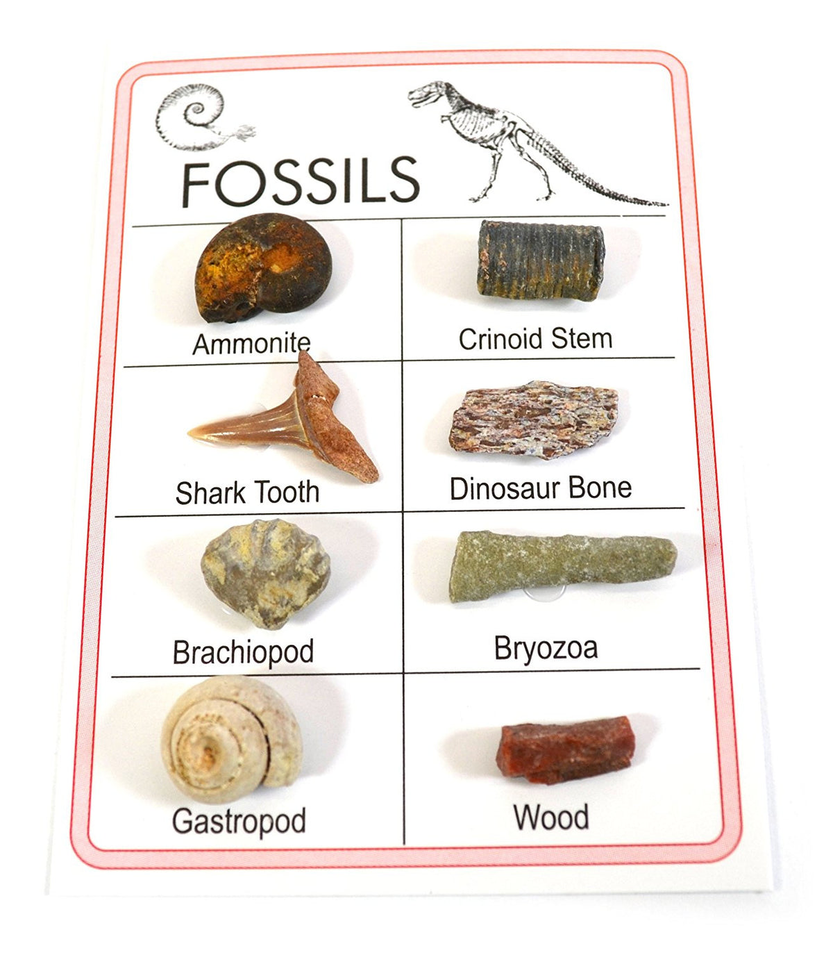 Sedimentary Rocks Kit, 12 Specimens – Includes Storage Box and  Identification Card