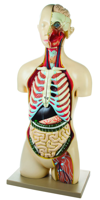 Torso with Head and Vertebra 17 Parts