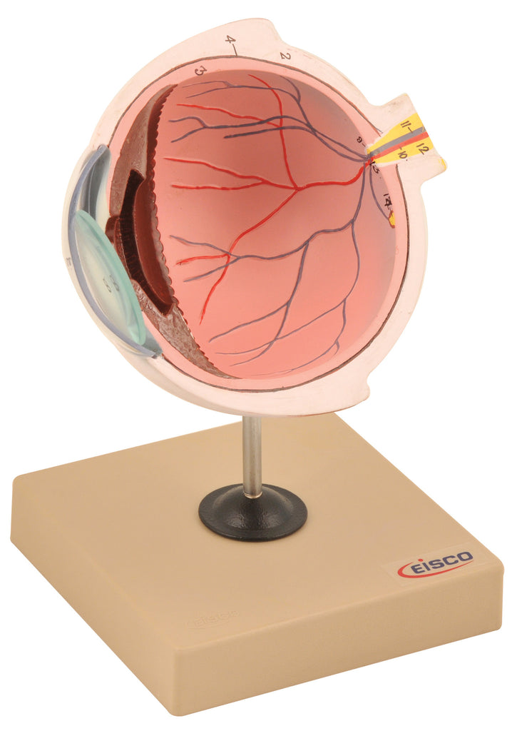 Model Human Eye Half of the Stand — Eisco Labs