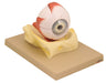 Model Human Eye on Bony Base - 5 times