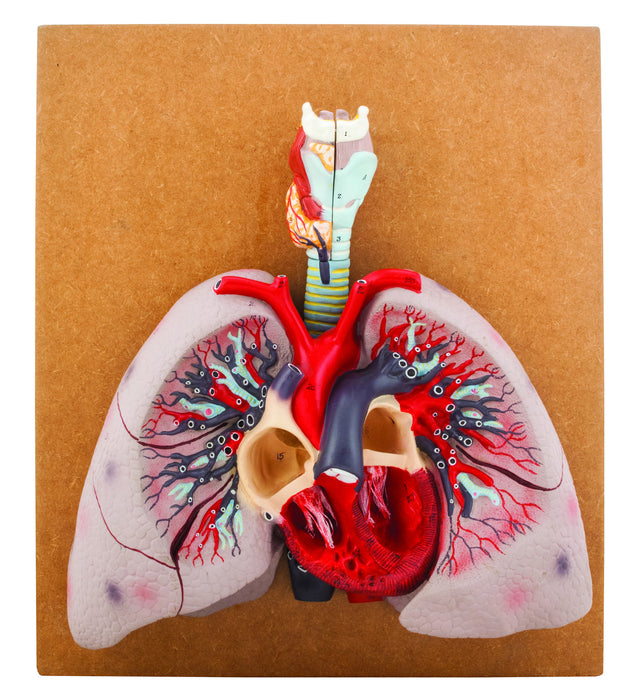 Model Heart with Lungs & Larynx