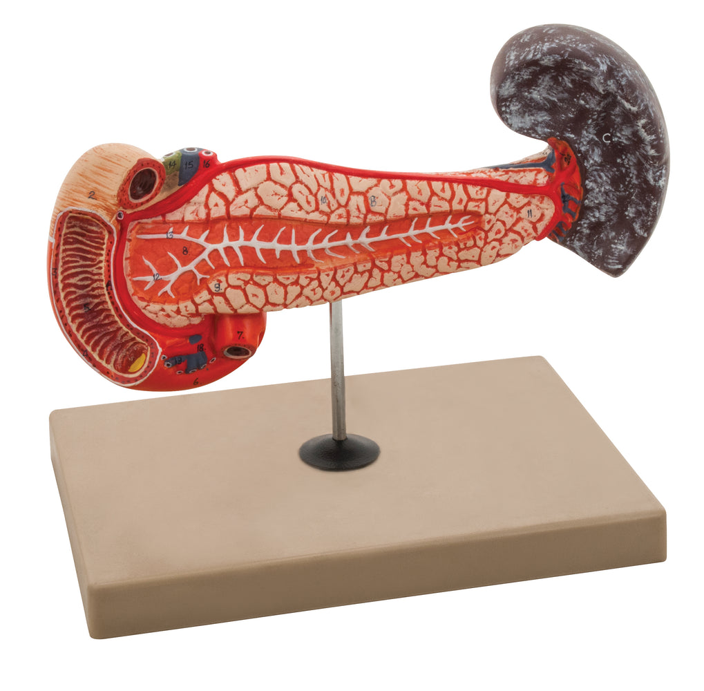 Model Human Spleen & Duodenum