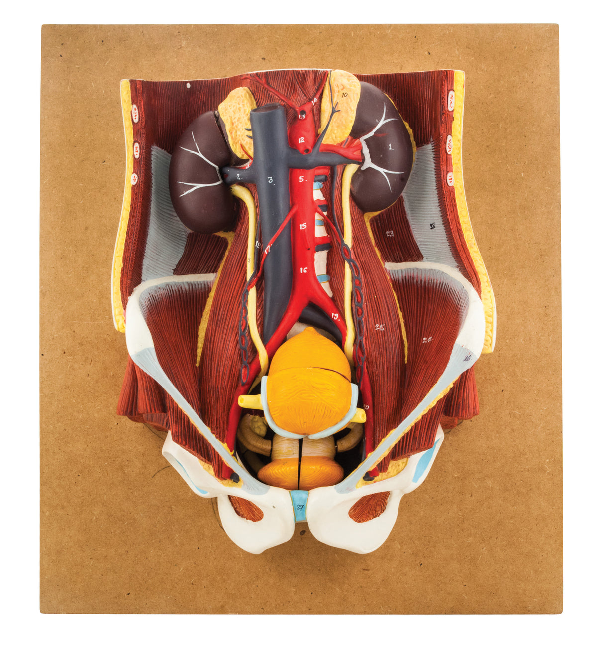 Model Dual Sex Urinary System — Eisco Labs