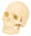 EISCO Basic Human Skull Model, 2 Parts