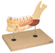 Model Lower Jaw with Muscular Insertions 5 times - 11 Parts