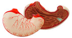 Model Human Stomach - 2 Parts