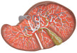 Model Liver Dissection