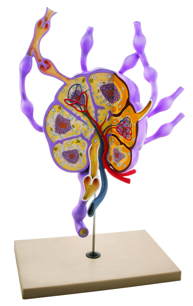 lymph node anatomy model