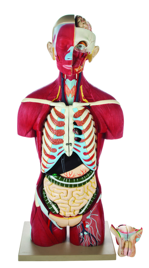 Human Full Muscle Torso with Dual Sex Organs 20 Parts — Eisco 