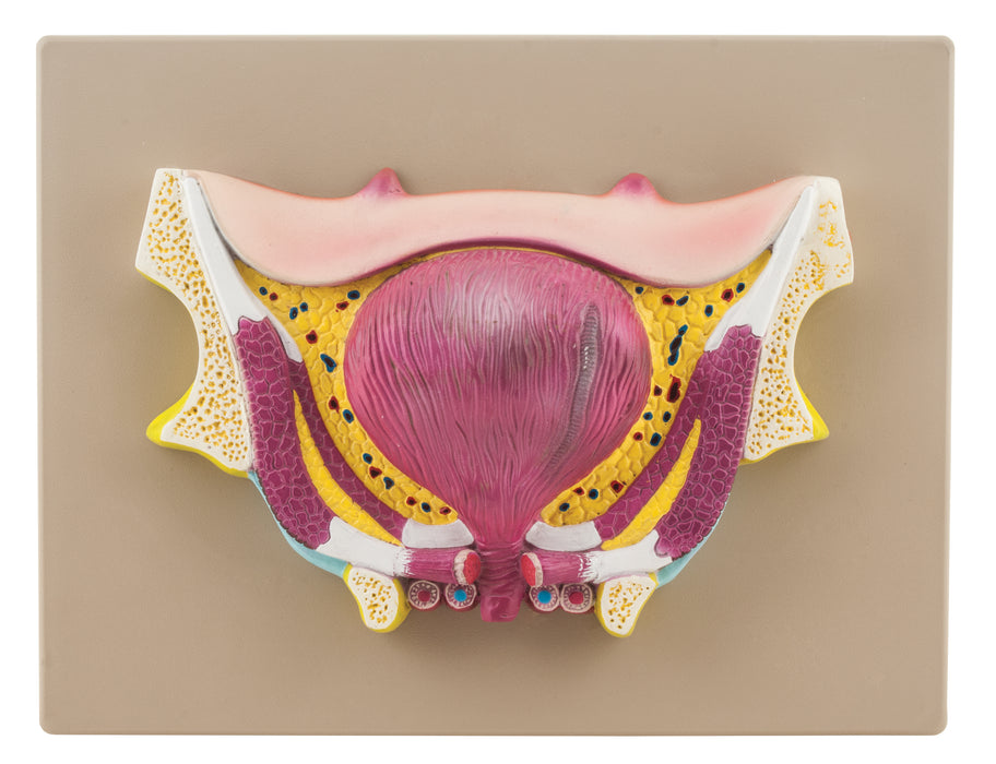 Bladder Pathology