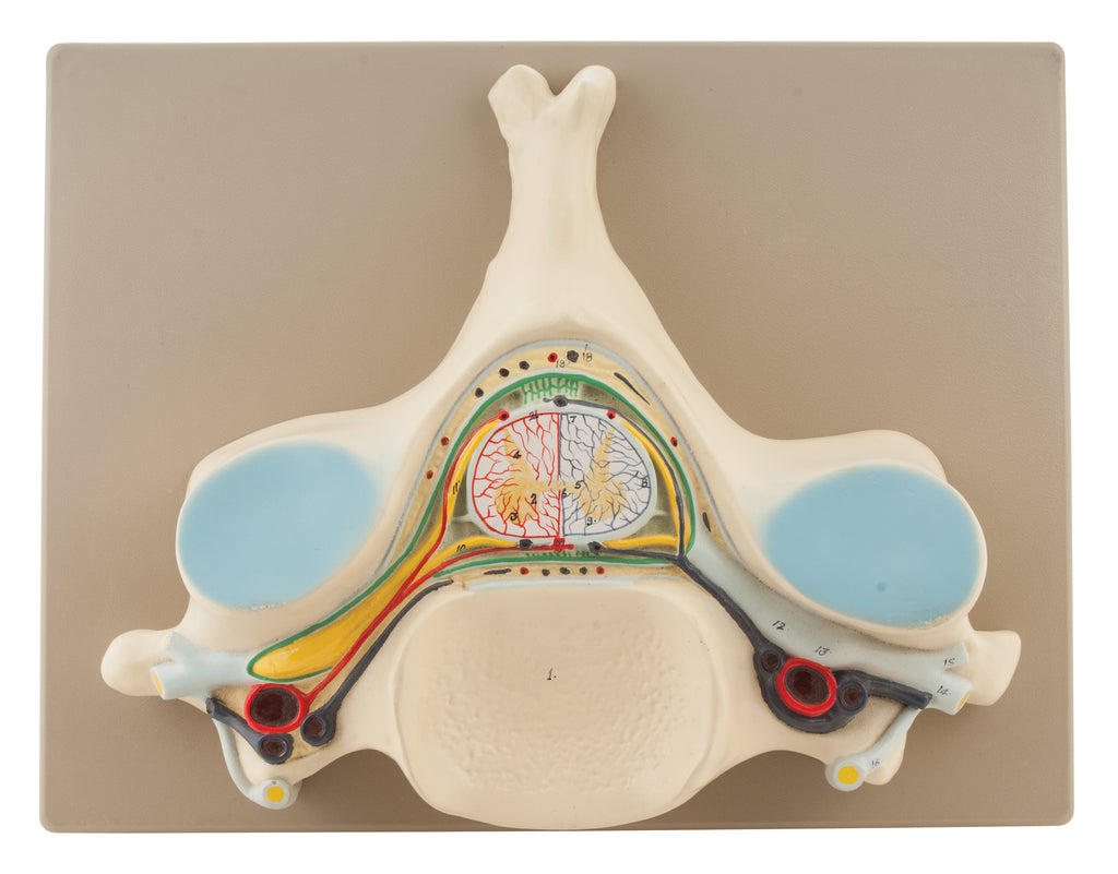 Human Anatomy Models — Eisco Labs