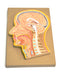 Model, Human, Head, Fontal Section, Median Section