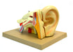 Model, Human Ear, 5 Parts, 4x life size