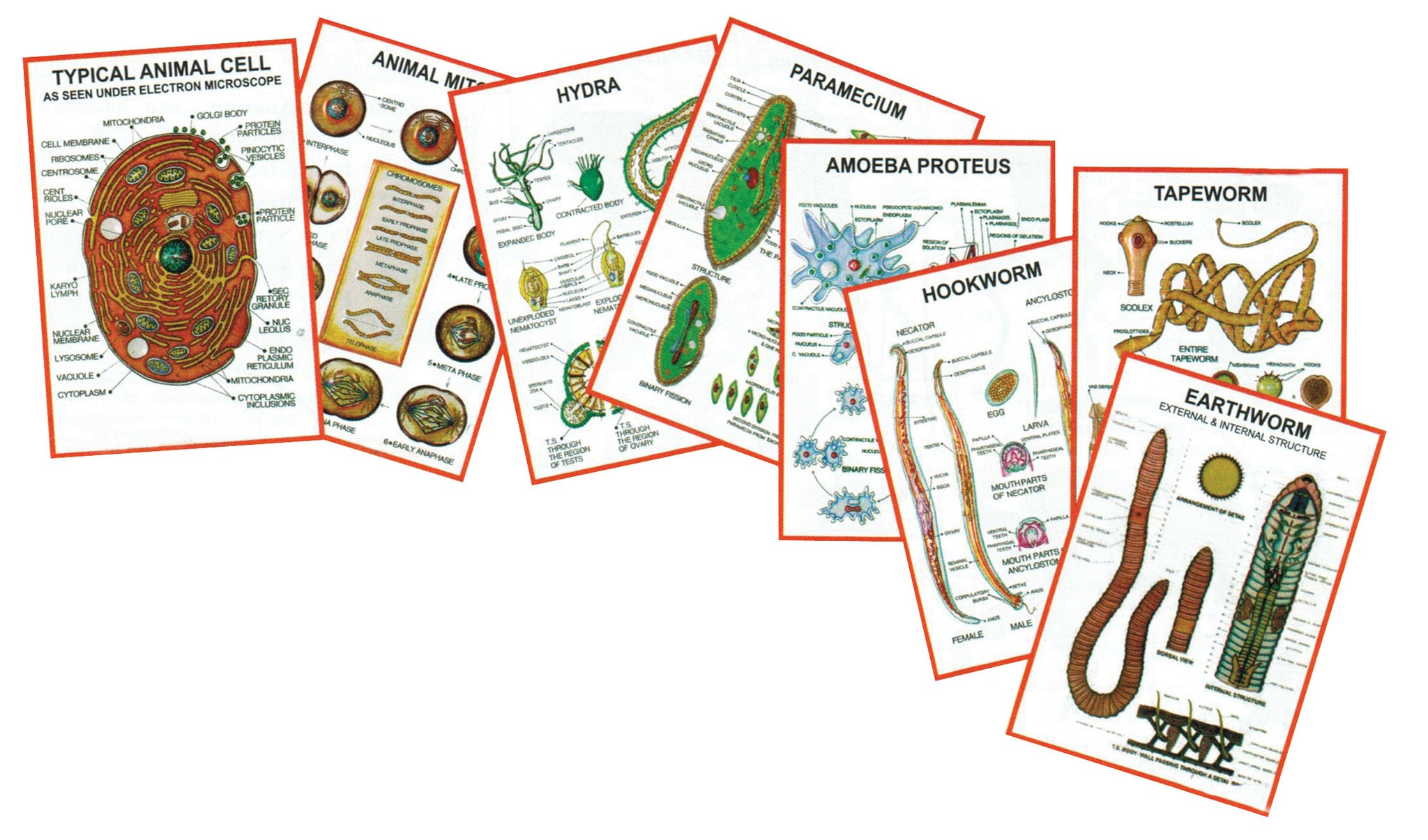 Zoology Charts — Eisco Labs