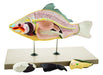 Model Carp Fish - 4 Parts