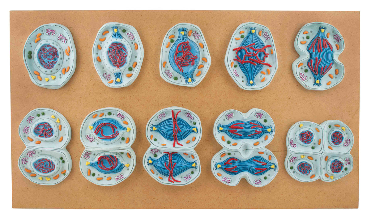 Meiosis Set of 10 — Eisco Labs