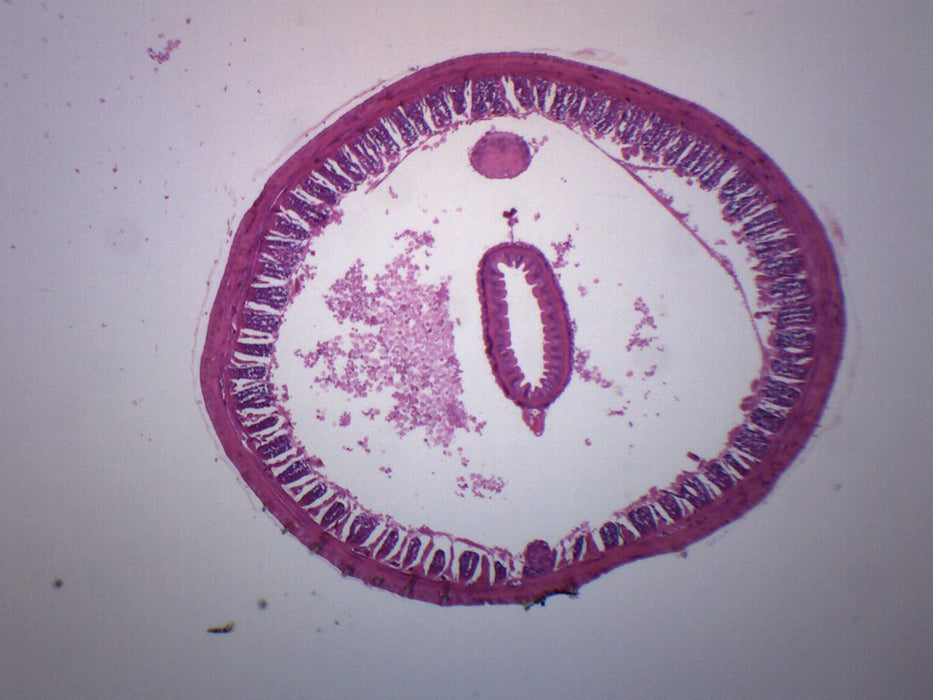 earthworm microscope