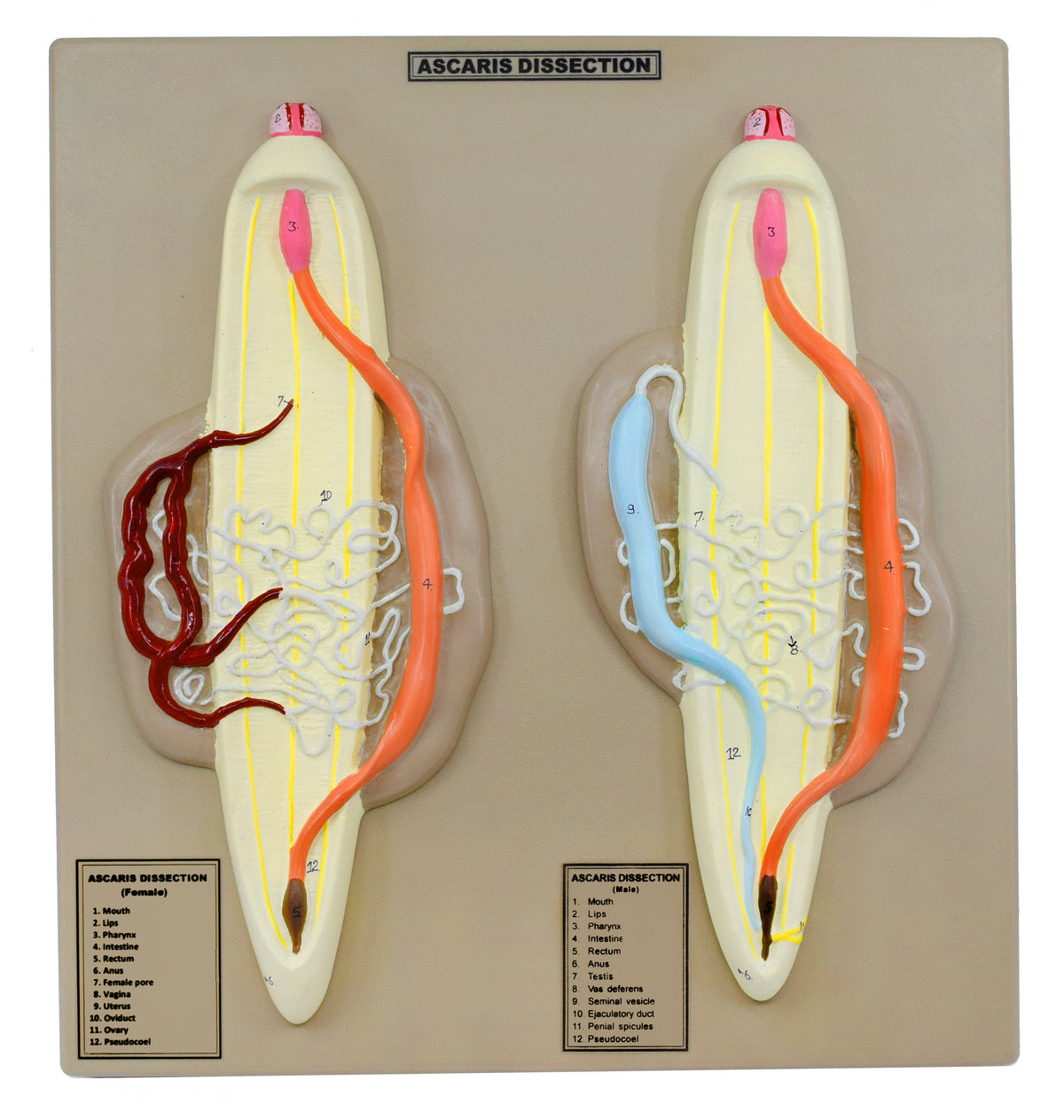 ascaris anatomy diagram