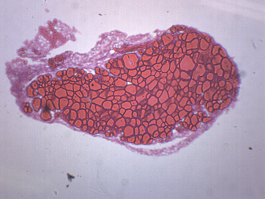 Thyroid Gland - Prepared Microscope Slide - 75x25mm