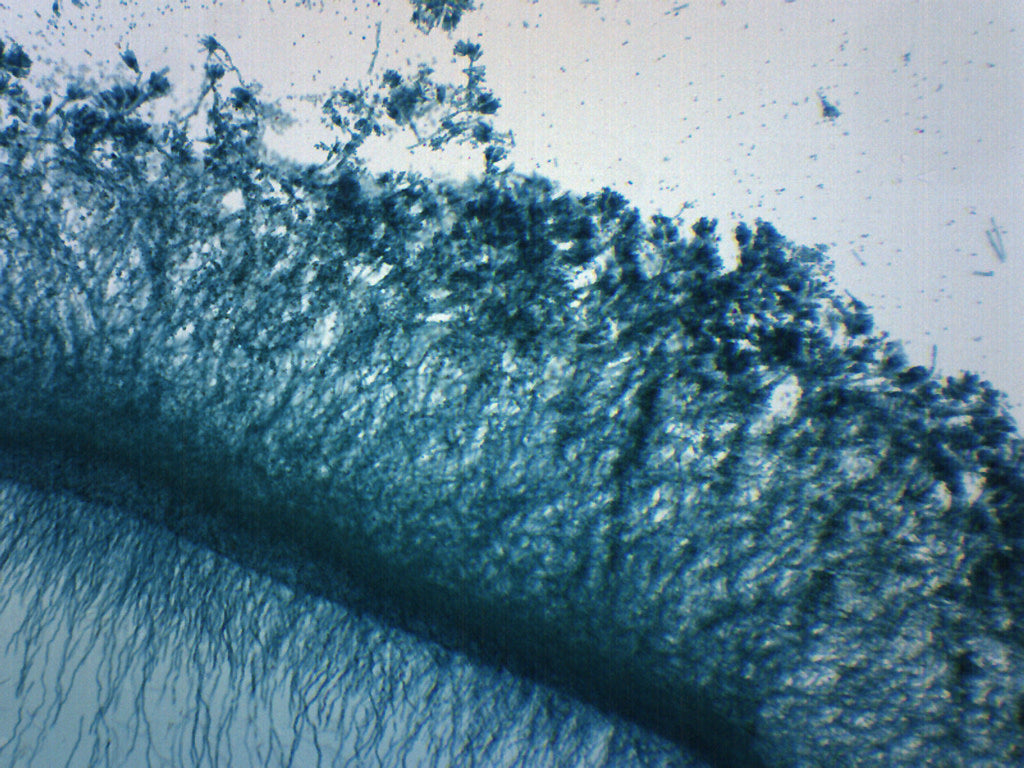 penicillin mold slide