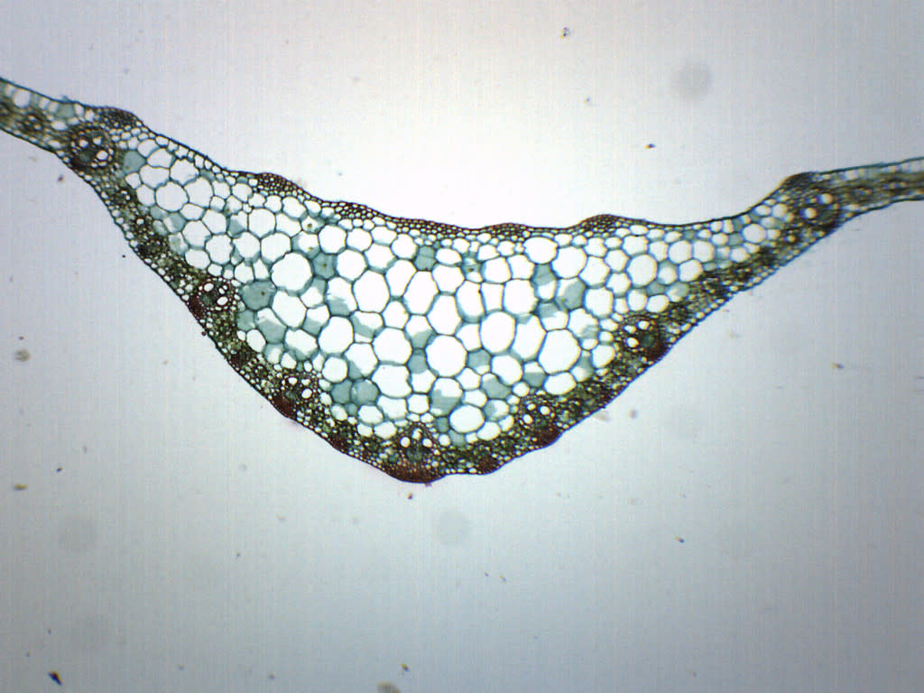 microscopic leaf structure