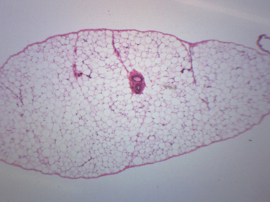 adipose tissue under microscope