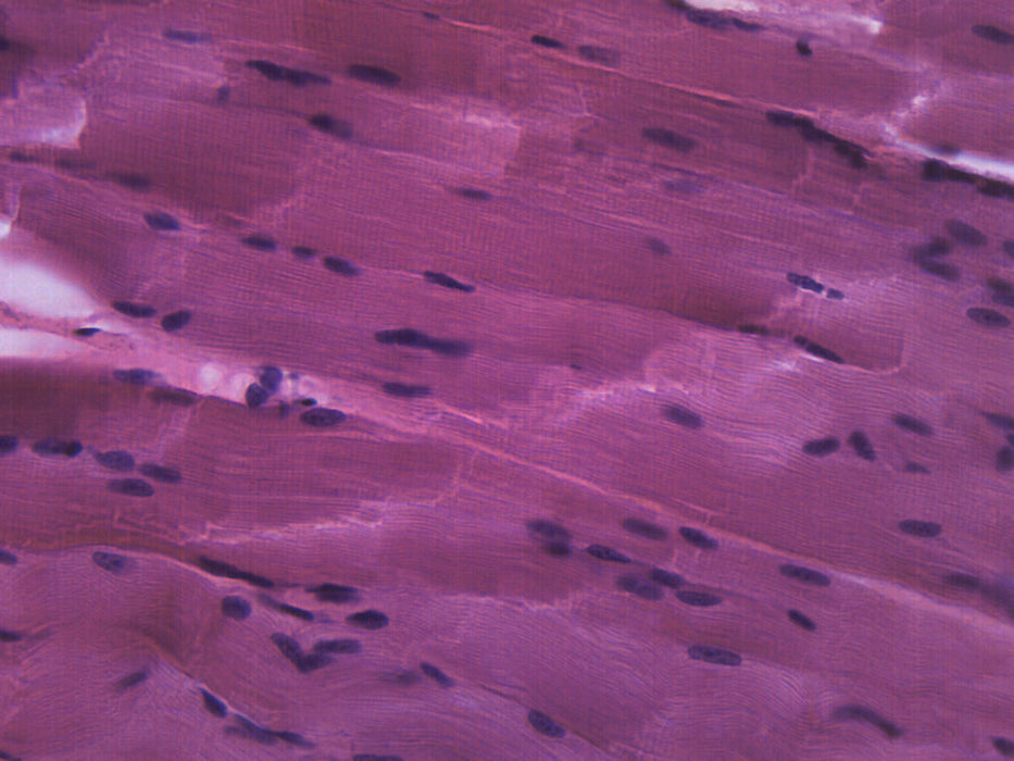 smooth muscle slide