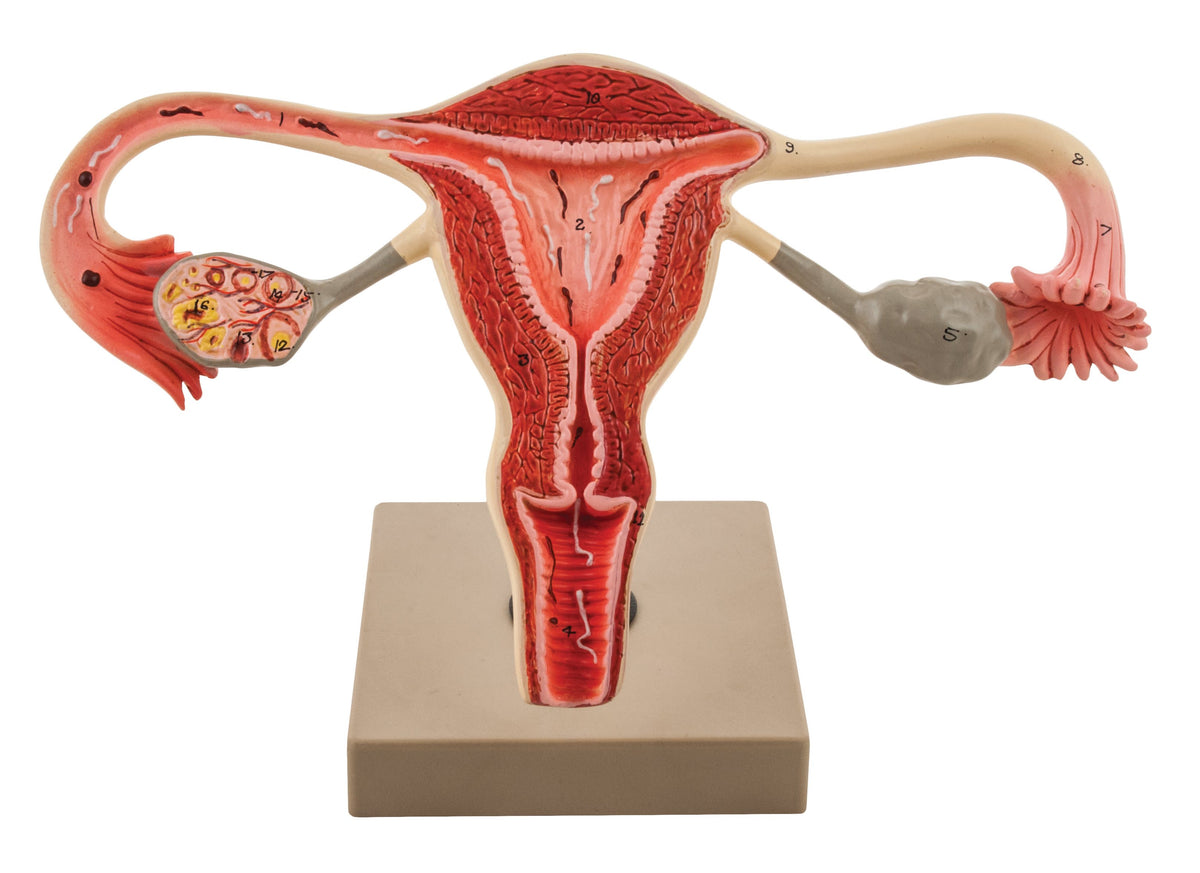 Eisco 3x Life Size Human Female Reproductive System Cross Section — Eisco Labs