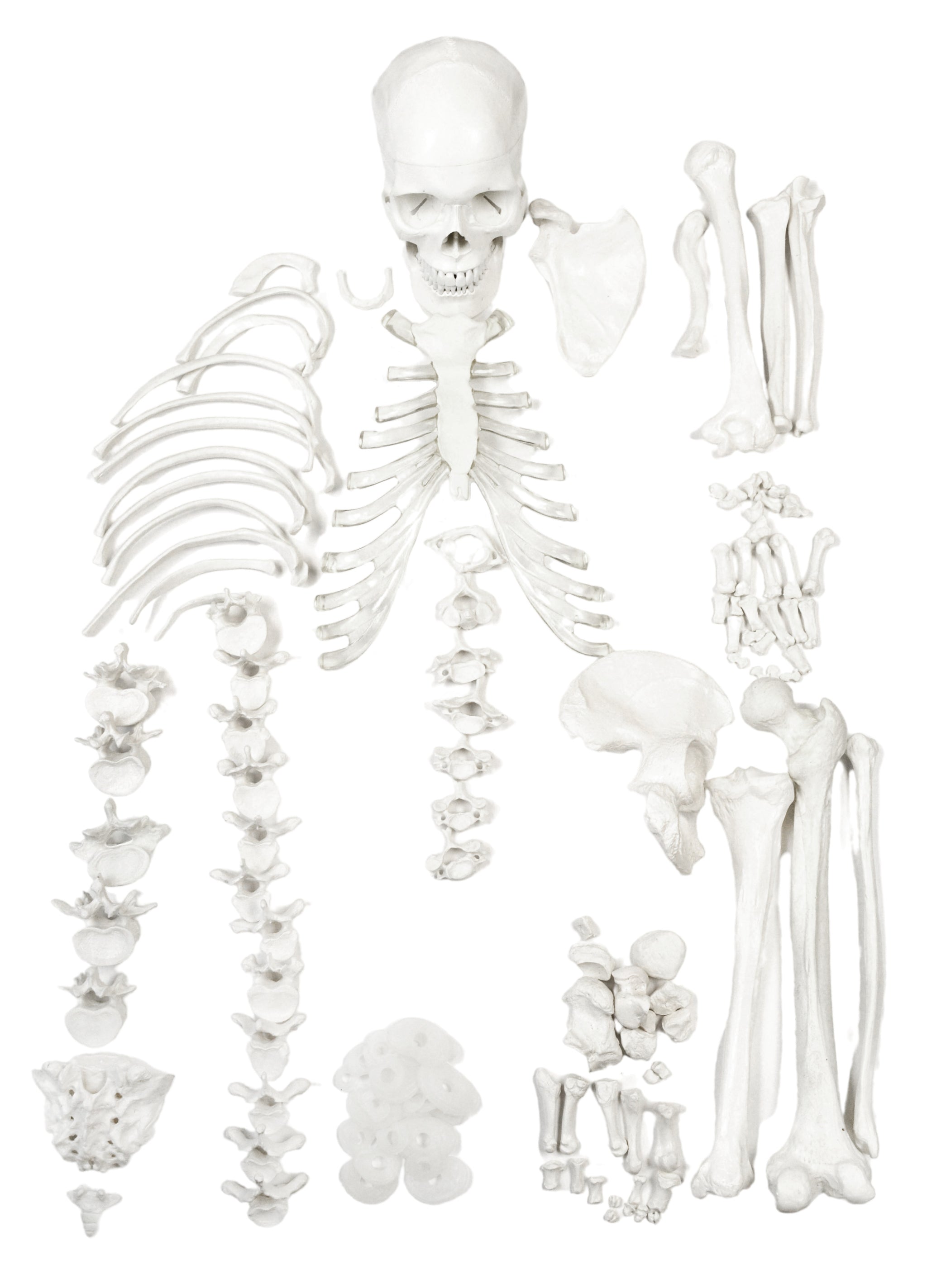 Human Skeletons & Bones — Eisco Labs