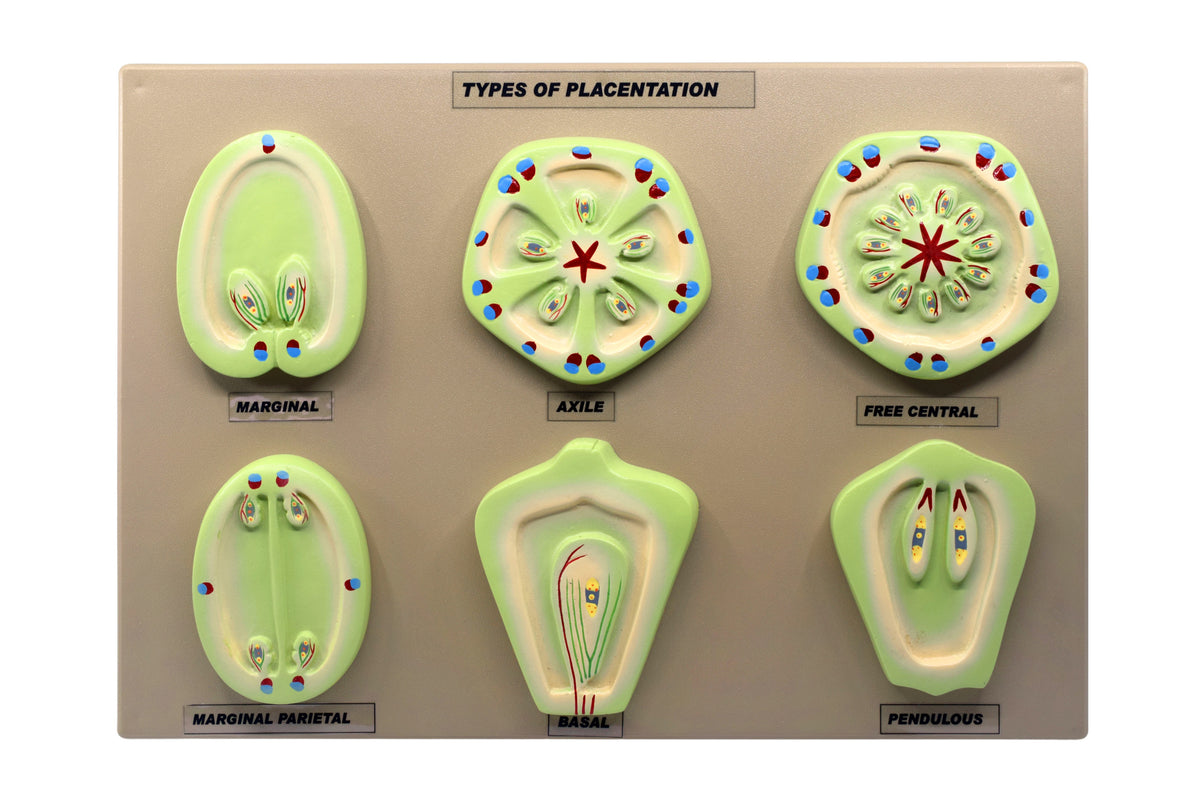 placentation-types-in-flowering-plants-6-models-mounted-on-16-x12-b