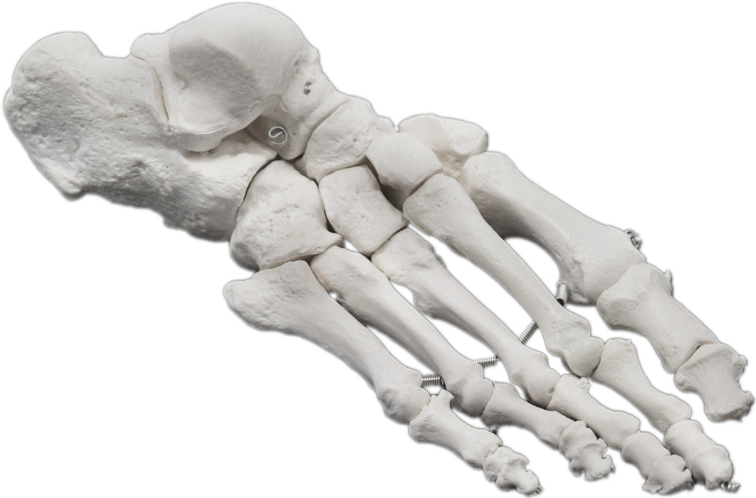 Foot Bone Model, Articulated - Right